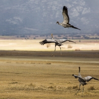 Grues cendrÃ©es