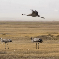 Grues cendrÃ©es