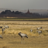 Grues cendrÃ©es