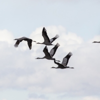 Grues cendrÃ©es