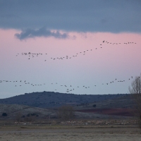 Grues cendrÃ©es