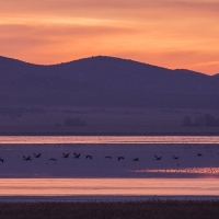 Grues au leveer de soleil