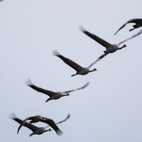 Grues cendrÃ©es