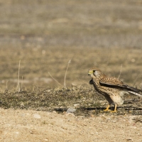 Faucon crÃ©cerelle