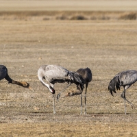 Grues cendrÃ©es