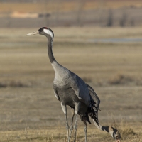 Grues cendrÃ©es