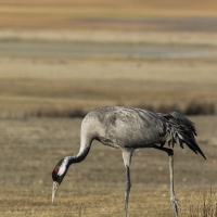 Grues cendrÃ©es