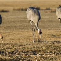 Grues cendrÃ©es