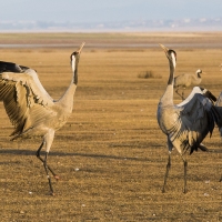 Grues cendrÃ©es