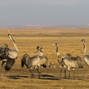 Grues cendrÃ©es
