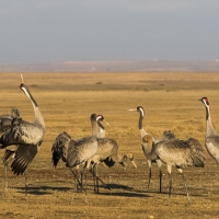 Grues cendrÃ©es