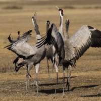 Grues cendrÃ©es