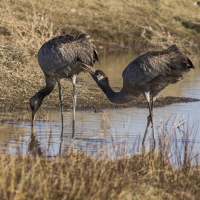 Grues cendrÃ©es