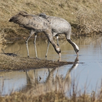 Grues cendrÃ©es