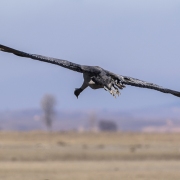 Grues cendrÃ©es