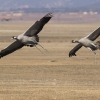 Grues cendrÃ©es