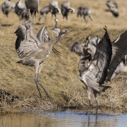 Grues cendrÃ©es