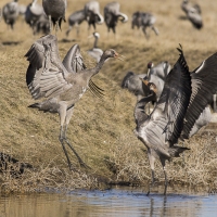 Grues cendrÃ©es