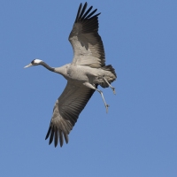 Grues cendrÃ©es