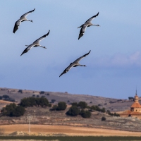 Grues cendrÃ©es