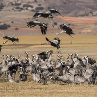 Grues cendrÃ©es