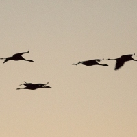 Grues cendrÃ©es