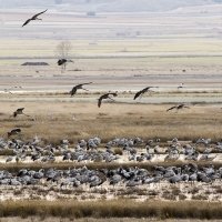 Grues cendrÃ©es