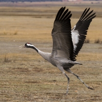 Grues cendrÃ©es