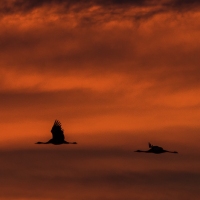 Grues au leveer de soleil