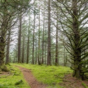 Forêt de résineux