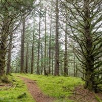 Forêt de résineux