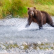 Ours Kodiak