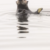 Loutre de mer