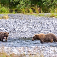 Ours Kodiak