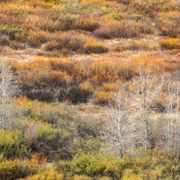 Parc Grand Teton: un air d'automne au printemps