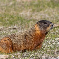Marmotte commune d'Amérique