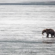 Ours Kodiak