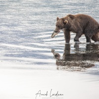 Ours Kodiak