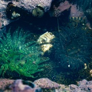 Marée basse: anémone de mer
