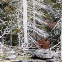 Abres morts recouverts de silice suite aux émanations des fumerolles