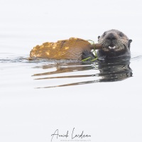 Loutre de mer