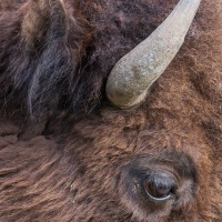 Bison d'Amérique