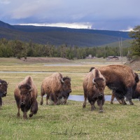 Bison d'Amérique