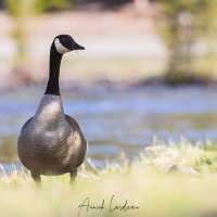 Bernache du Canada