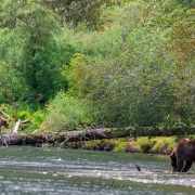 Ours Kodiak