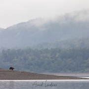 ours Kodiak sur la grève à proximité du camp