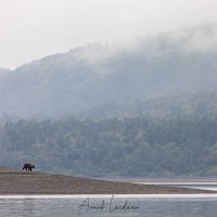 ours Kodiak sur la grève à proximité du camp