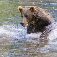 Ours Kodiak