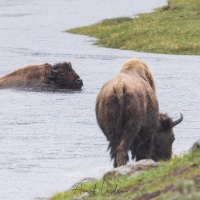 Bison d'Amérique sous la pluie