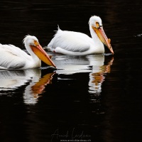 Pélican blanc d'Amérique